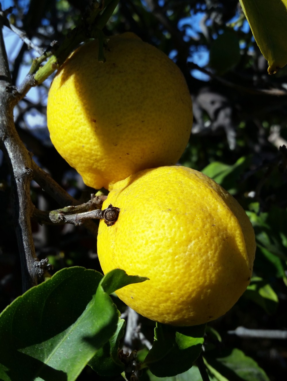 CaliforniaDreaminDetail