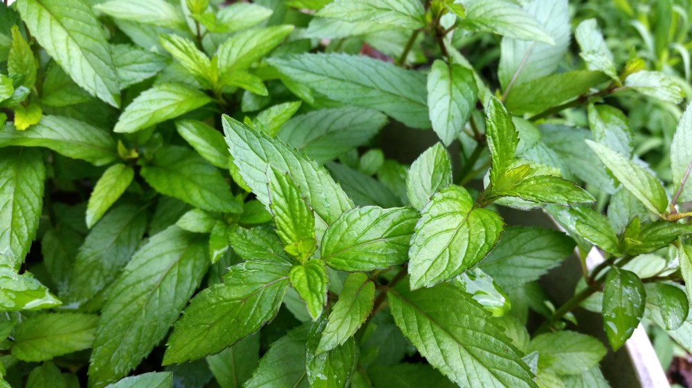 RhubarbJulep_MintDetail